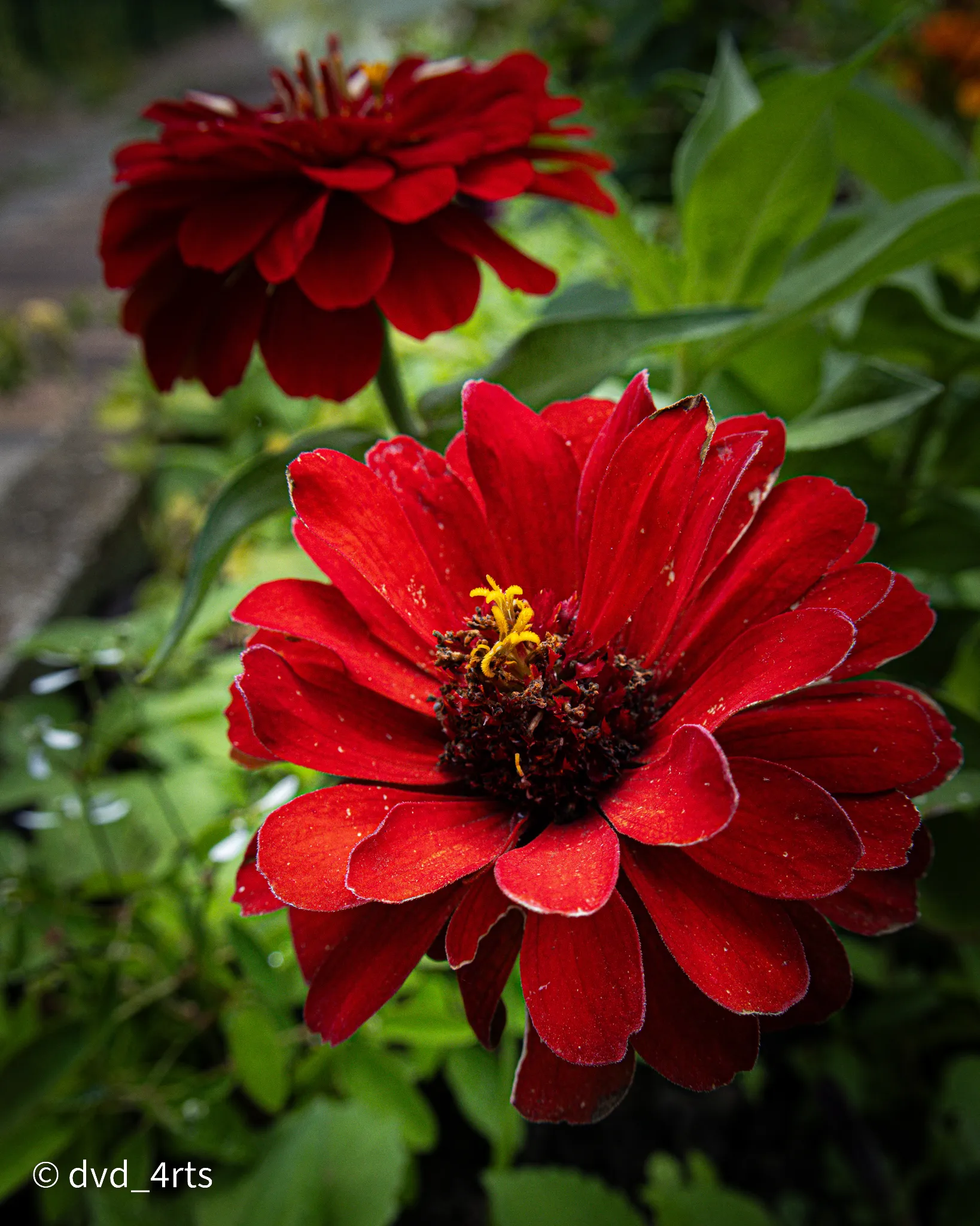 Fleur