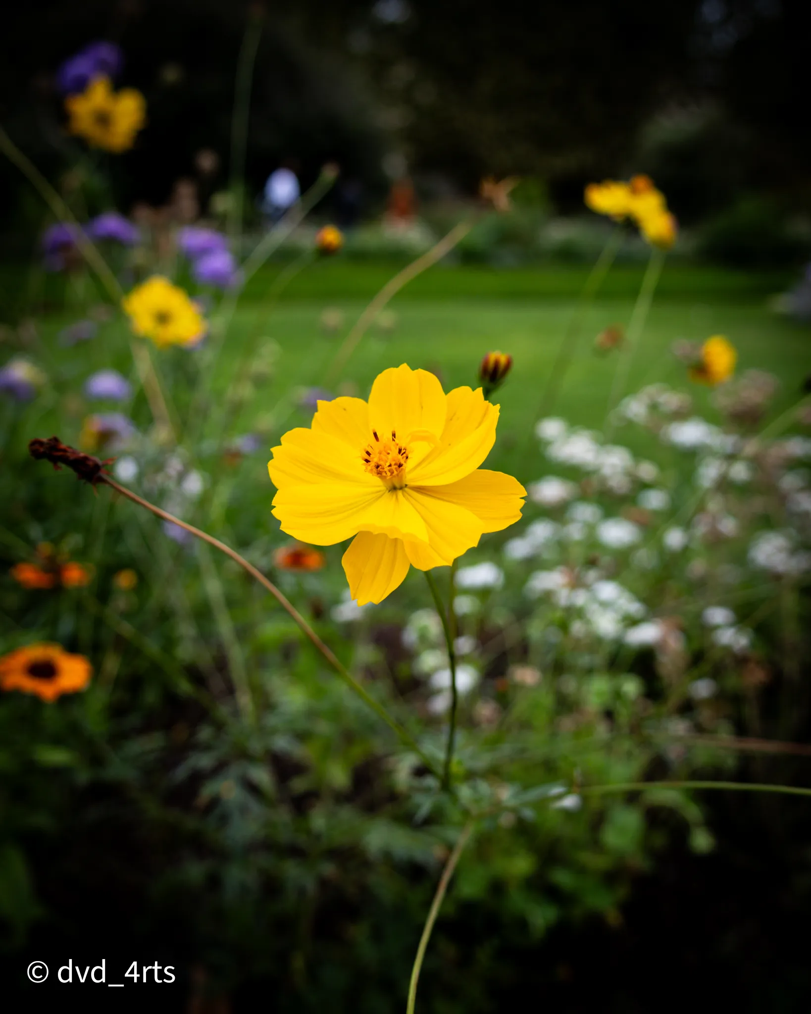 Fleur