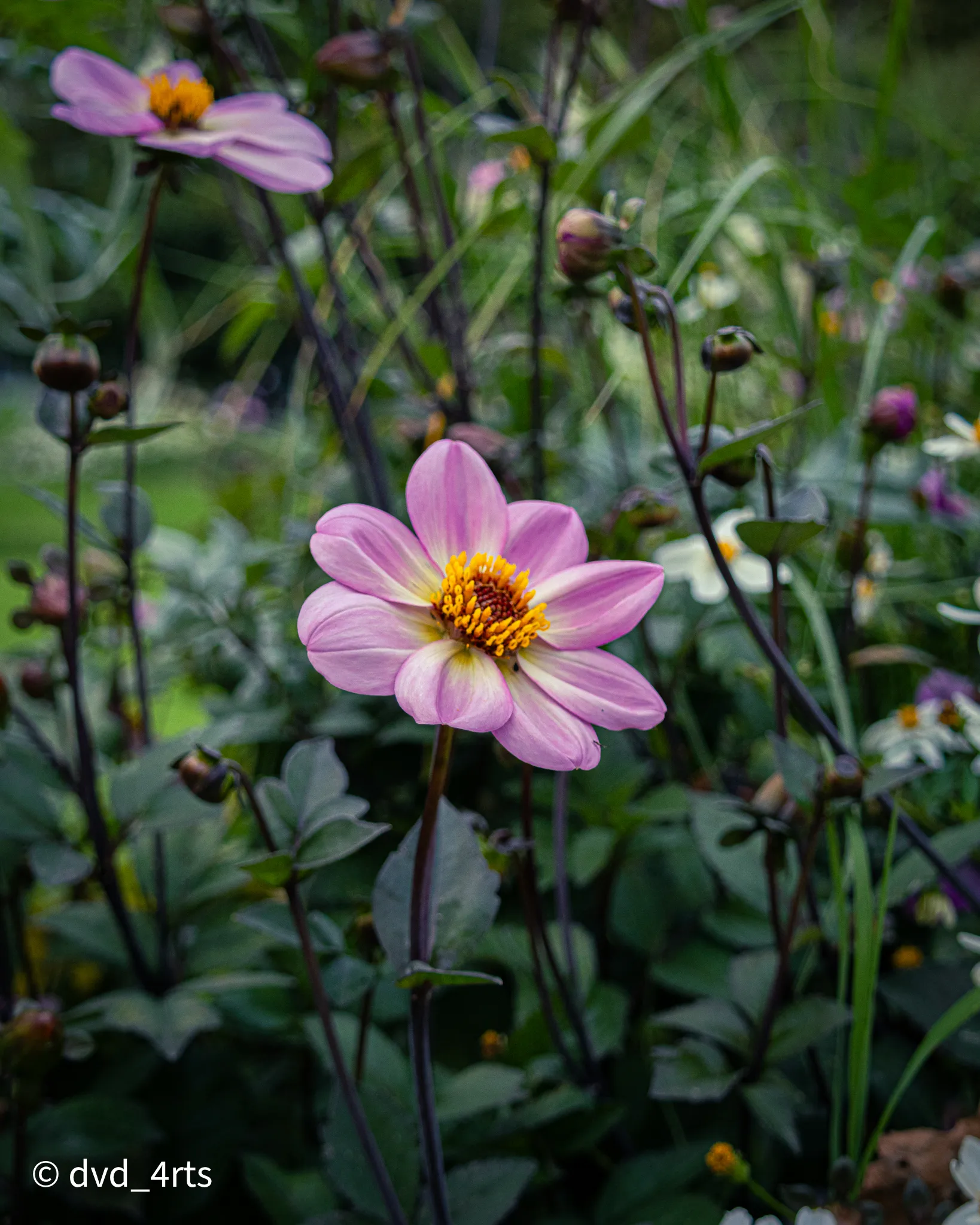 Fleur
