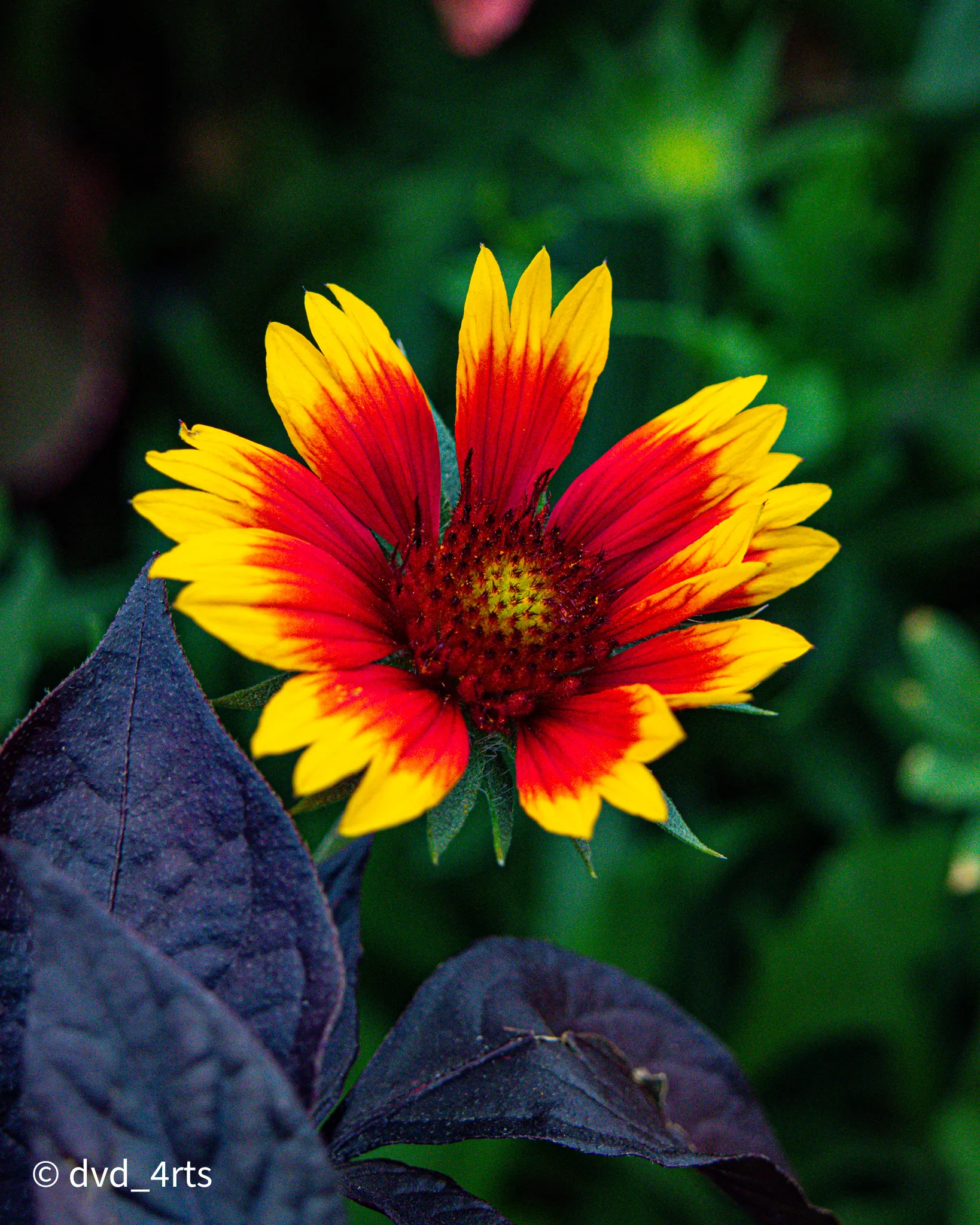 Fleur