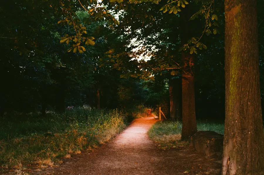 Le sentier — Un chemin de terre dans un bois de banlieue, en fin d'après-midi. Le Gold pousse