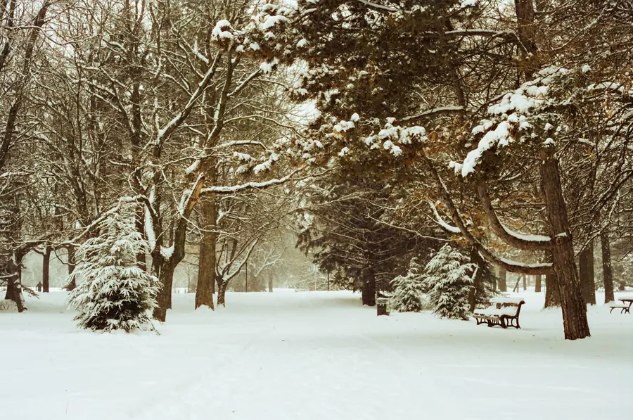 L'allée — Après la tempête, une allée de parc que personne n'a encore traversée. La neige 