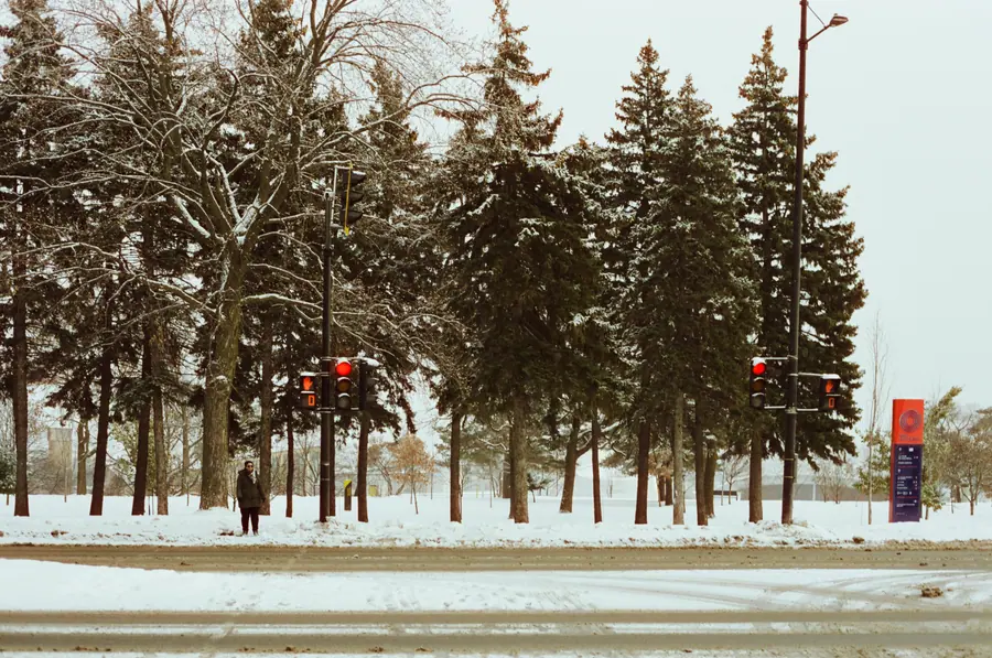 Boulevard — Une rangée d'épinettes plantée le long d'une avenue, chargée de neige, sous un c