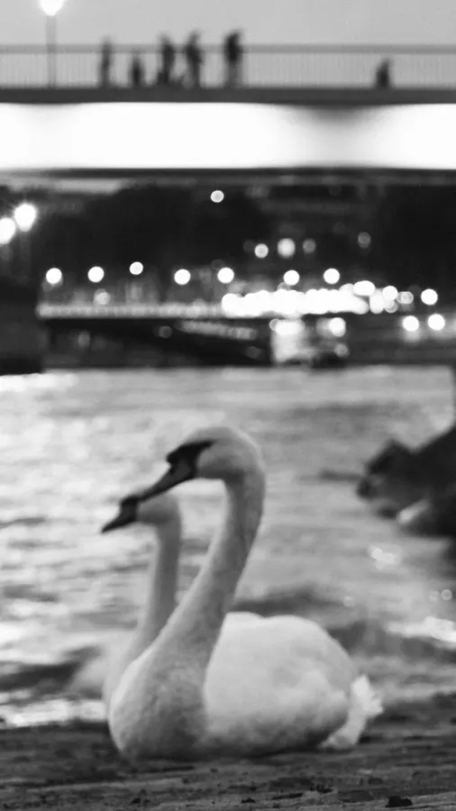 Le cygne — Sur la berge de la Seine, l'eau vibre et l'oiseau ne bouge pas.