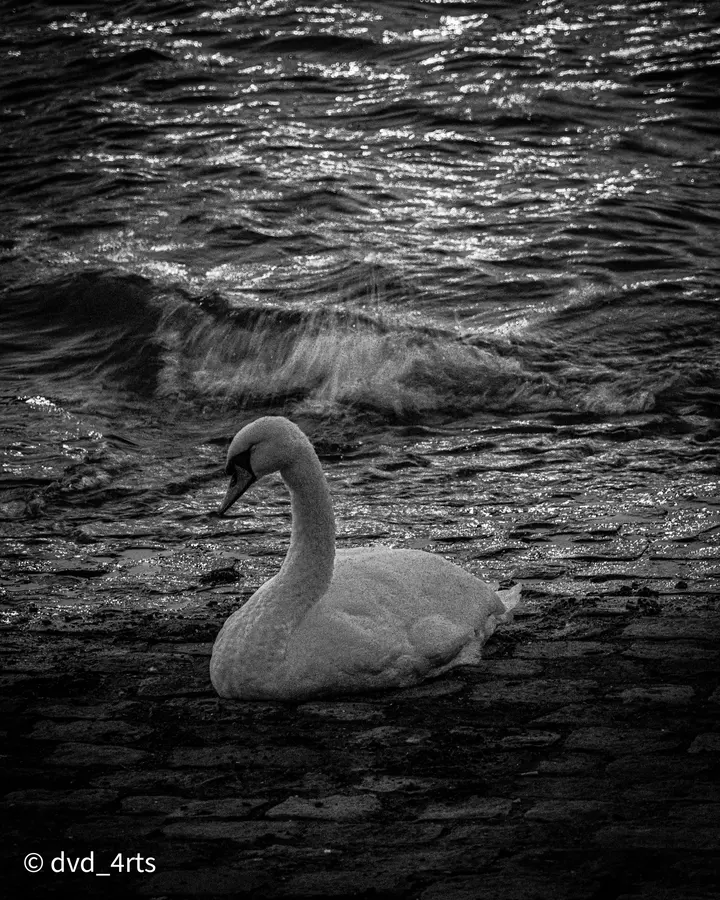 Le cygne, le courant — Une vague passe, l'oiseau tient sa ligne.