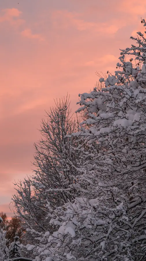 Ciel saumon — Les branches chargées de neige découpent un ciel qui vire au saumon. Cadrage ver