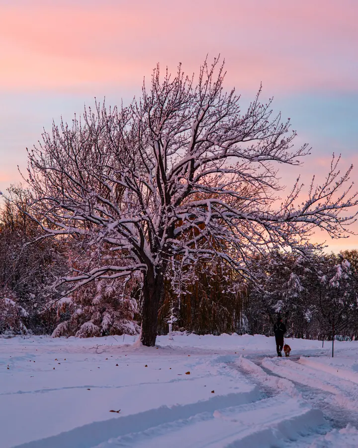 Neige