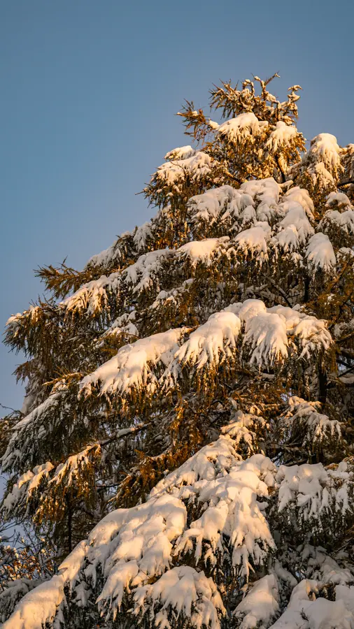 Conifère — Le premier soleil accroche les aiguilles chargées de neige et les fait virer à l