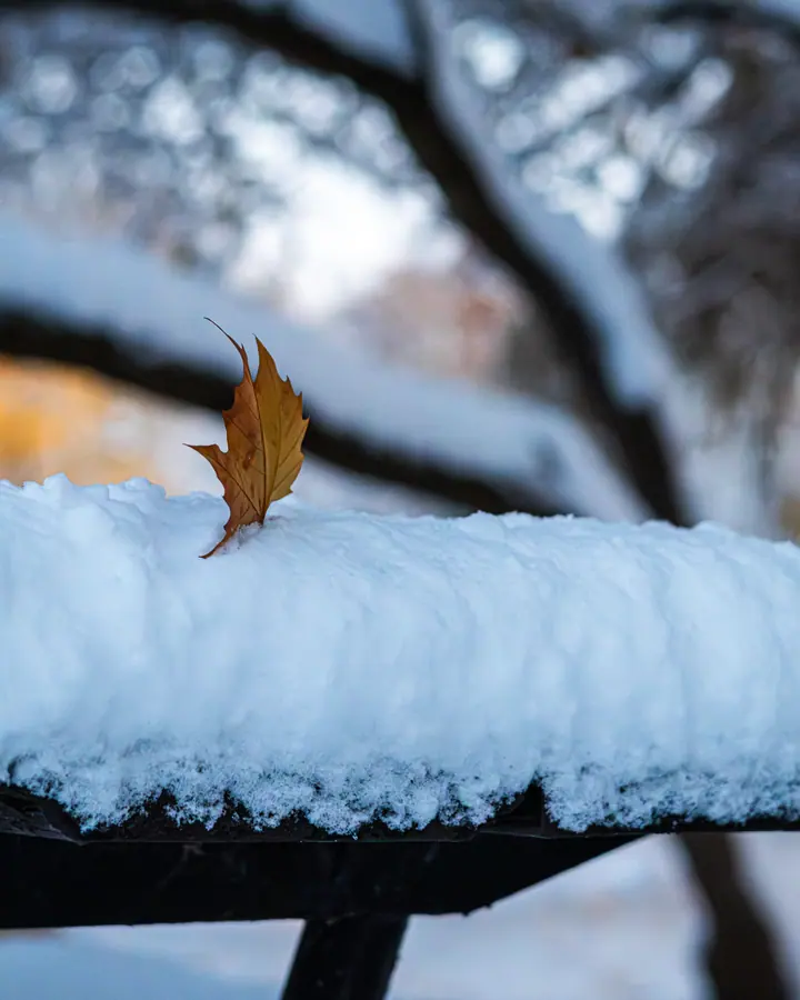 La feuille — Une feuille d'érable restée sur une rambarde enneigée. Le fond se dissout, il ne