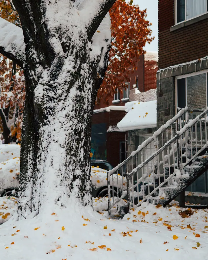 Première neige — La neige est tombée avant que les feuilles ne soient parties. L'orange et le bla