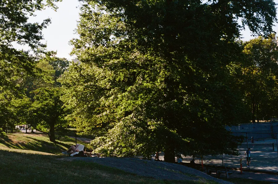 Central Park, la pente — Le parc en pente, les arbres, et la ville qui commence juste derrière.