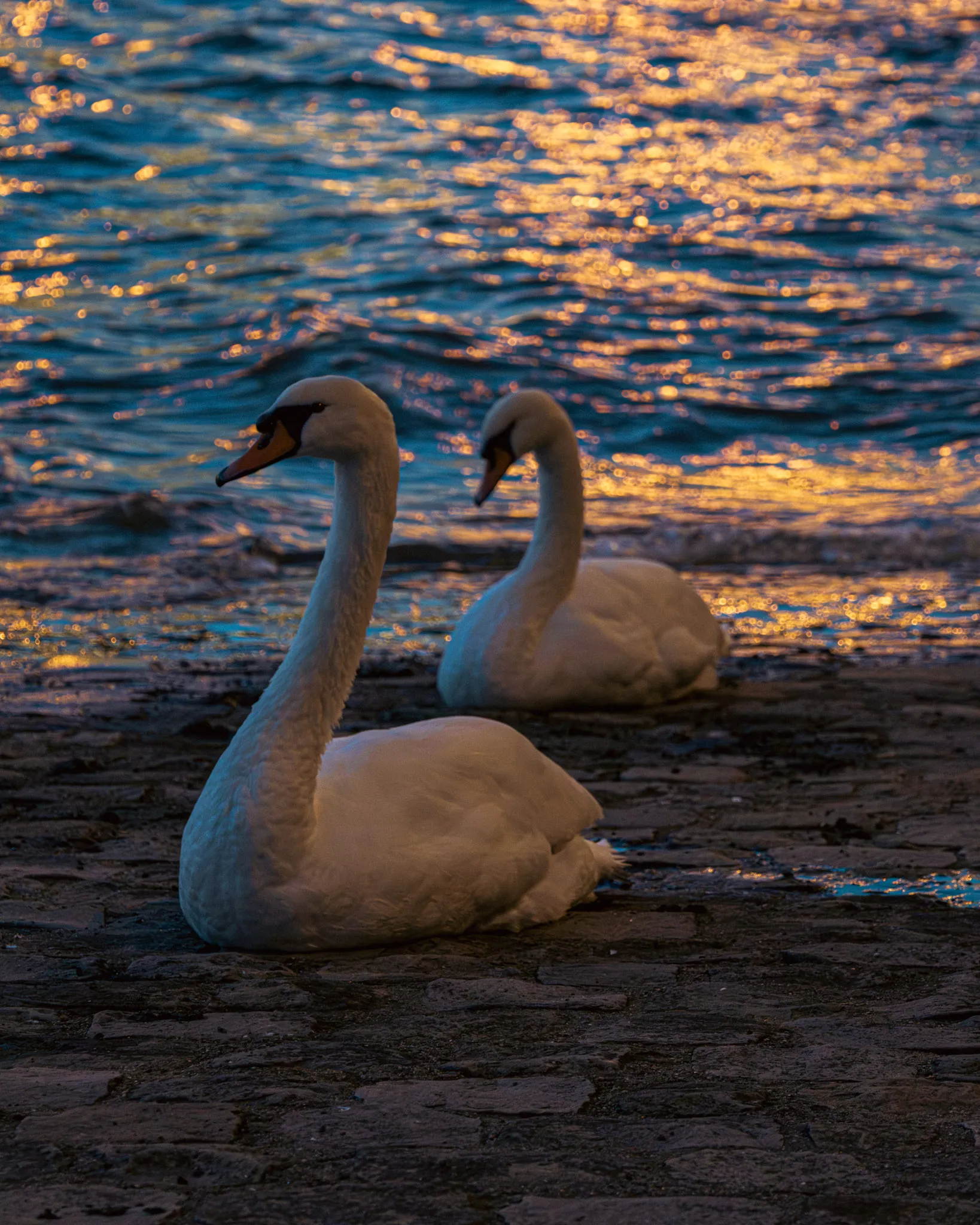 Couple de cygnes au coucher du soleil